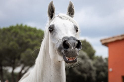 Immagine gratuita di azienda agricola, cavallo bianco, fotografia di animali