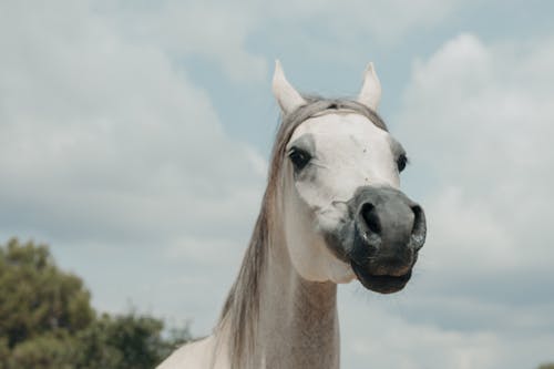 Immagine gratuita di cavallo, cavallo bianco