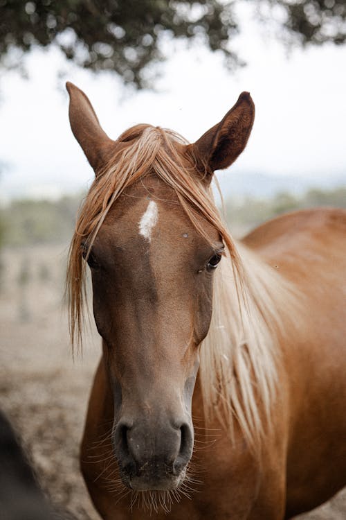 Horse Head Front Stock Photos, Images and Backgrounds for Free