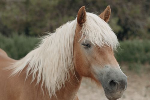 Free Close-up portrait of a blonde horse with a lush mane, set against a natural background. Stock Photo