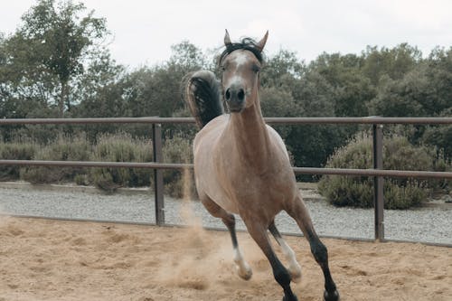 Immagine gratuita di cavallo, fotografia di animali, galoppo