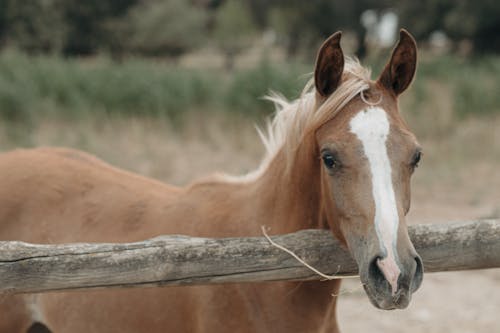 Immagine gratuita di cavallo, sguardo