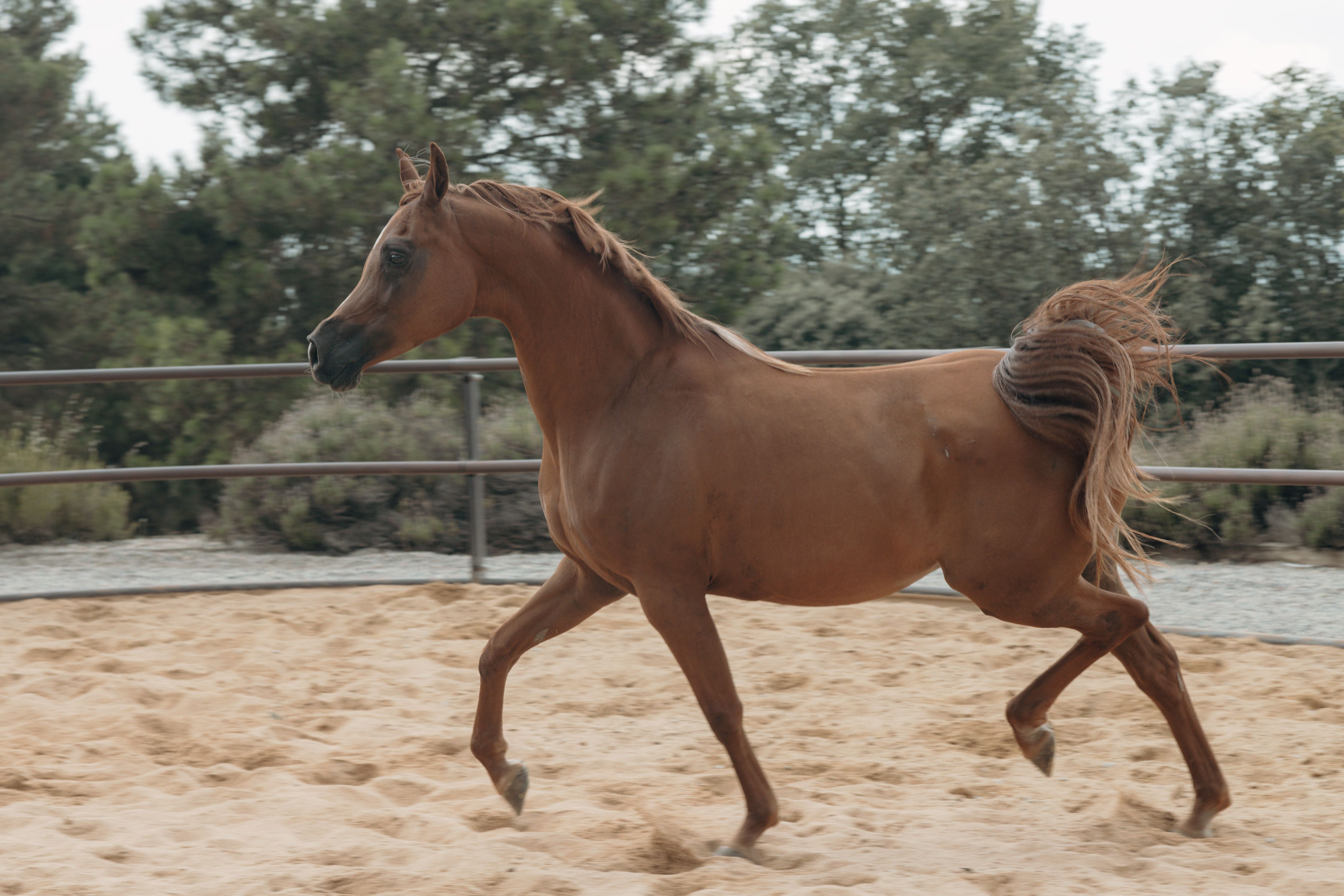 A chestnut horse elegantly gallops in an outdoor paddock, showcasing its graceful movement.