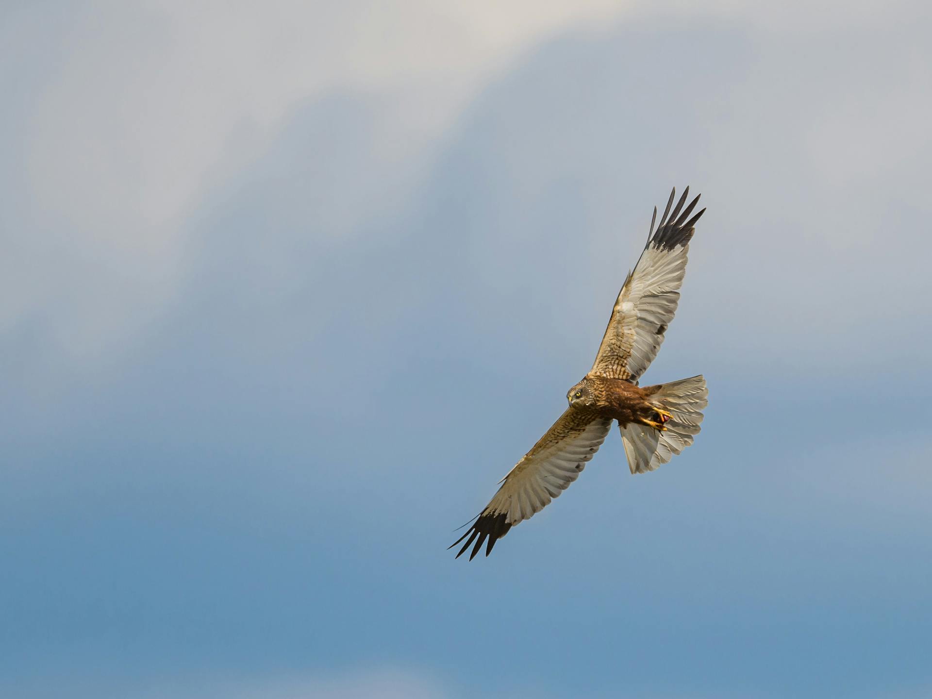 Le harrier des marais en vol