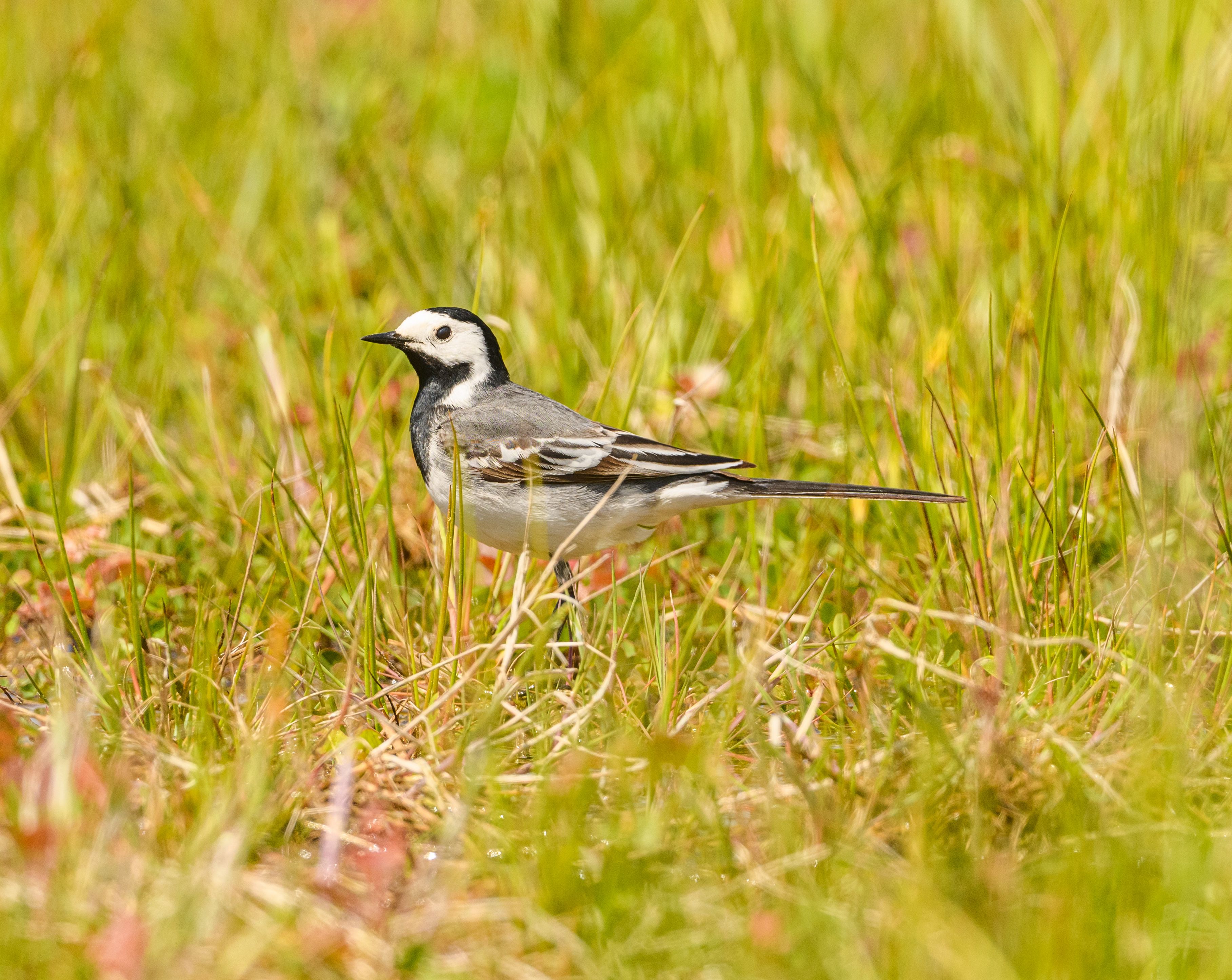 Little Bird Among Grass · Free Stock Photo