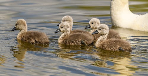 Fotos de stock gratuitas de animales, aves, cisnes bebé