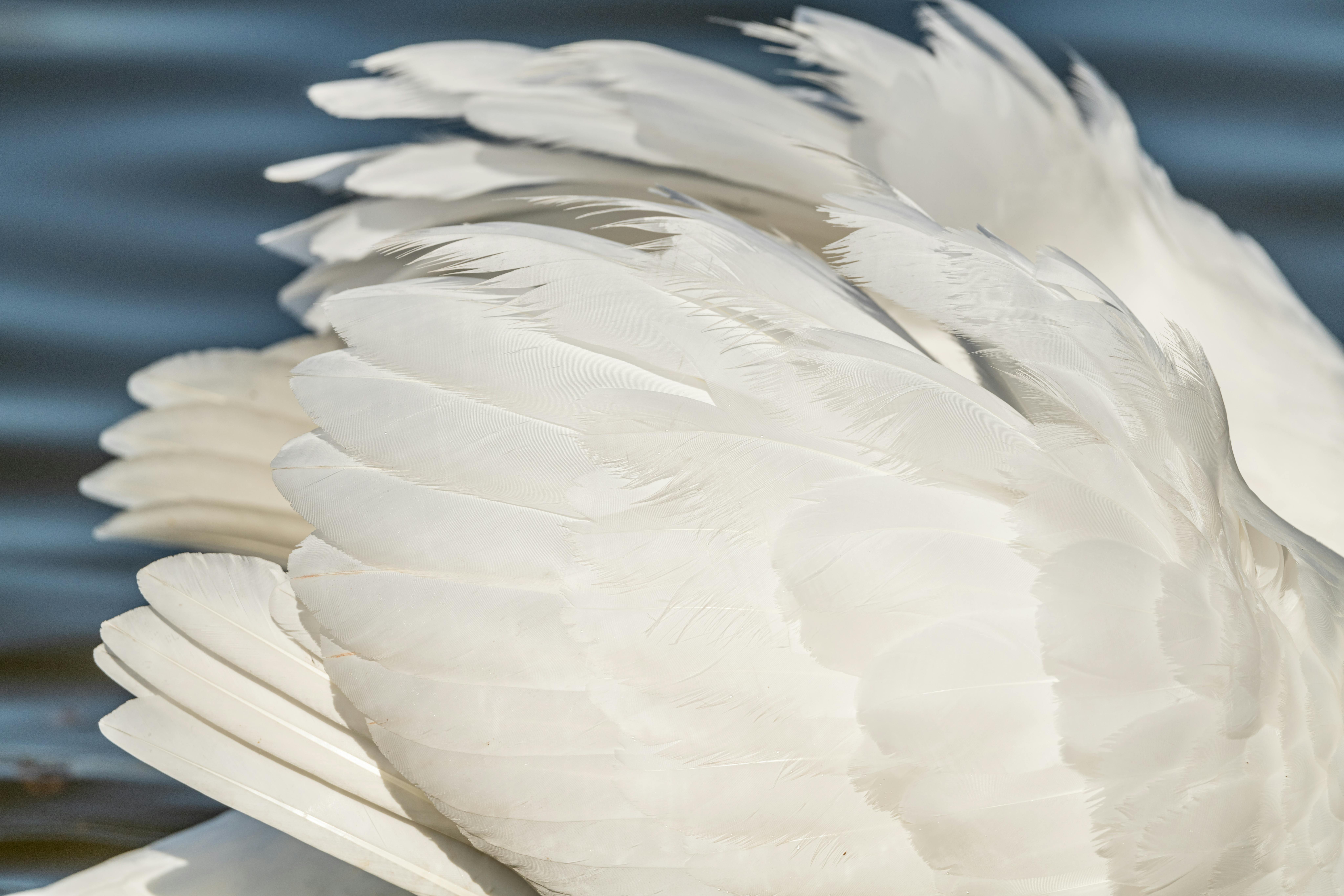 White Swan Feathers · Free Stock Photo