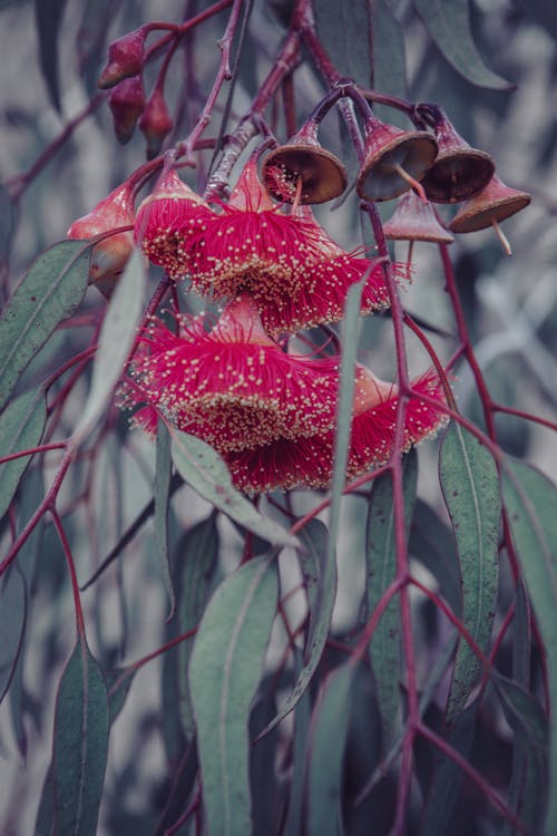 Close up of Red Flowers