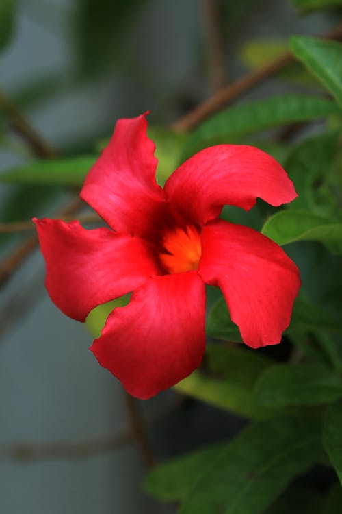 Red Jasmine Flower