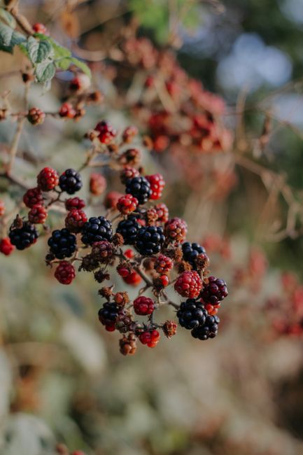 A detailed photo of ripe and unripe wild blackberries on a branch in natural light.