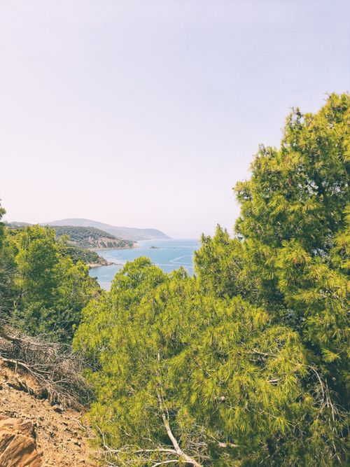 Free Vibrant forest and coastal view under a bright summer sky, captured from a cliffside. Stock Photo