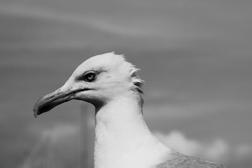 Head of Seagull