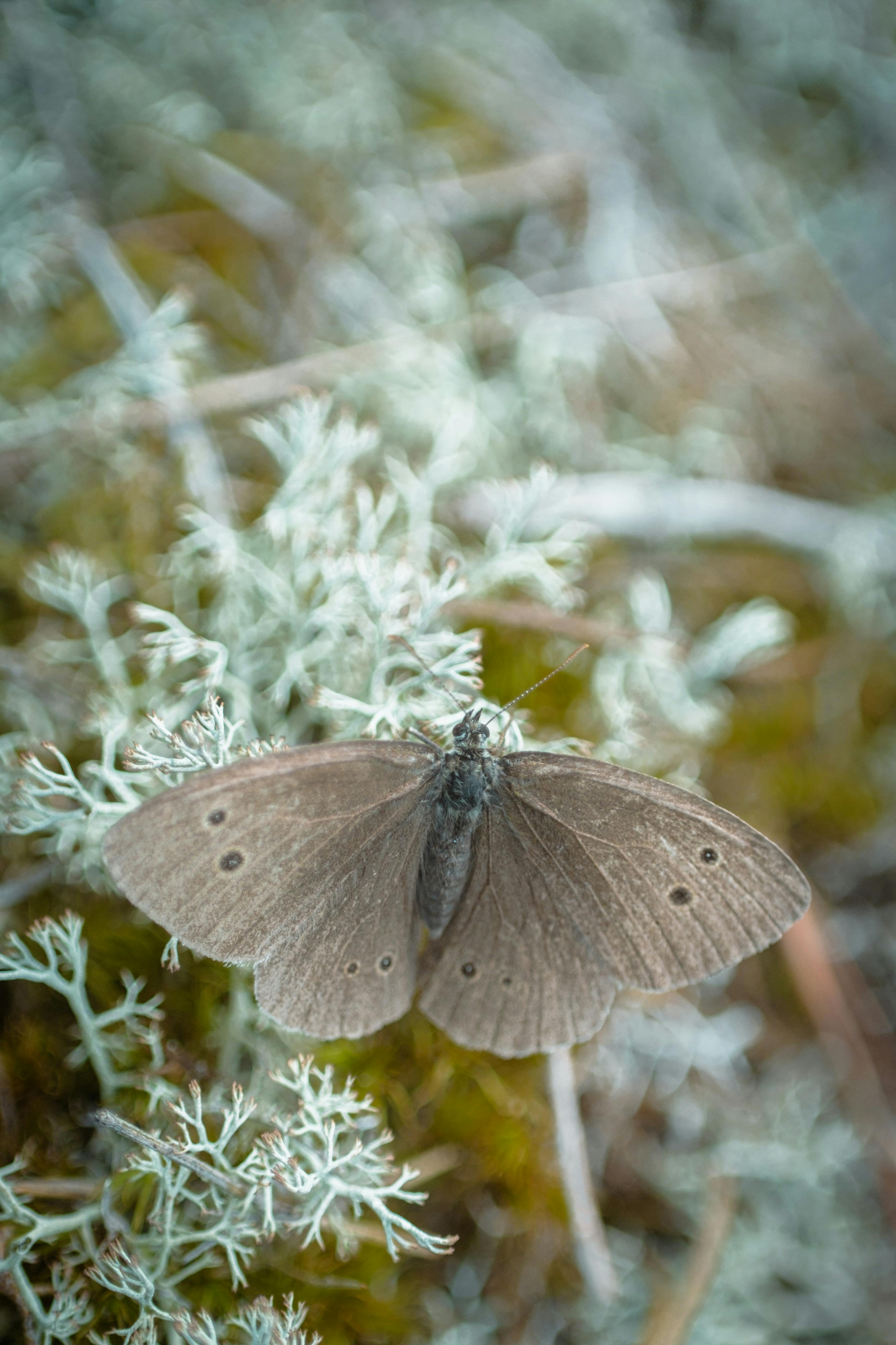 A delicate ringlet butterfly rests on soft textured vegetation, captured in a detailed close-up shot.
