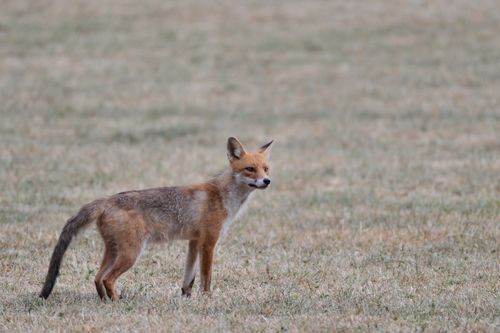 Free Captivating photo of a red fox standing on a grassy field, showcasing wildlife in its natural habitat. Stock Photo