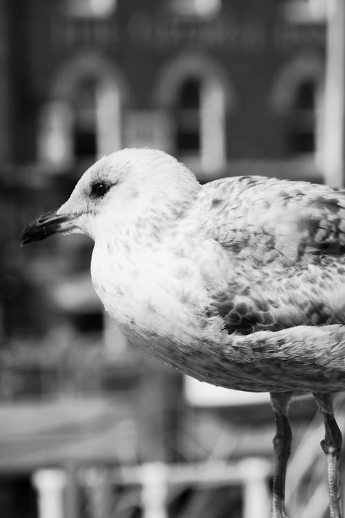 Seagull in Black and White