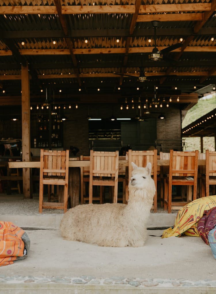 Alpaca In A Restaurant 