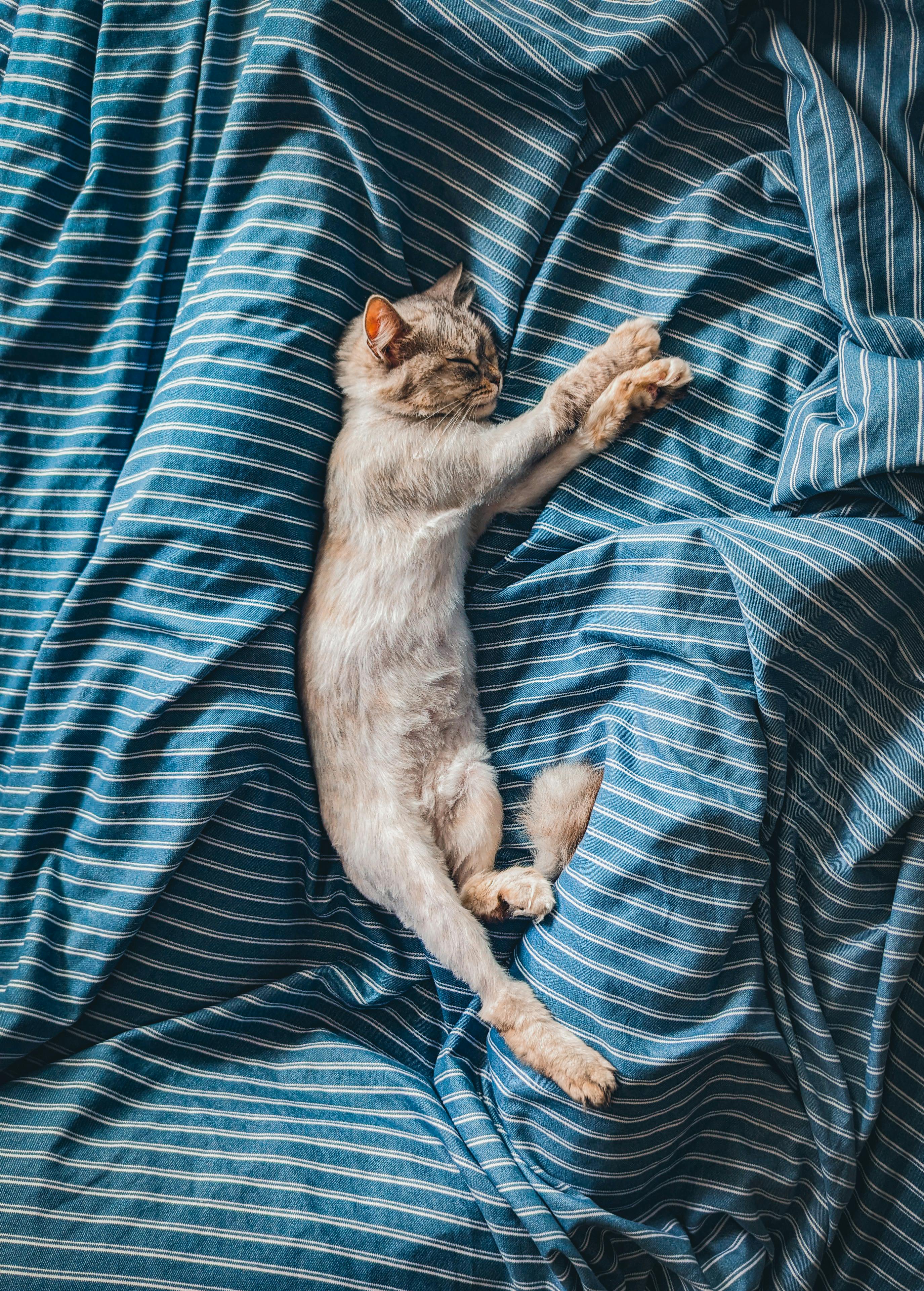 Cat lying outlet in bed