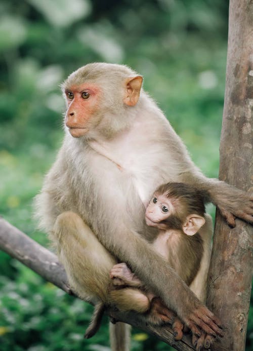 Macaque with Baby Sitting on Branch