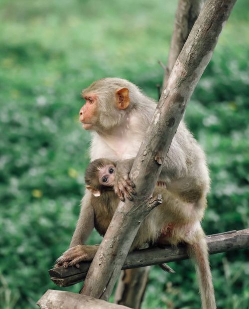 Free A warm portrayal of a mother macaque with her baby on a tree branch in a lush green jungle. Stock Photo
