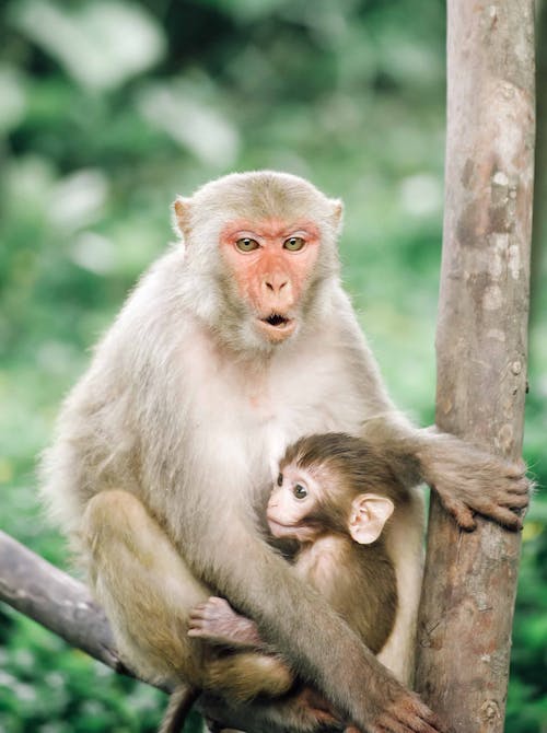 Macaque with Baby on Tree