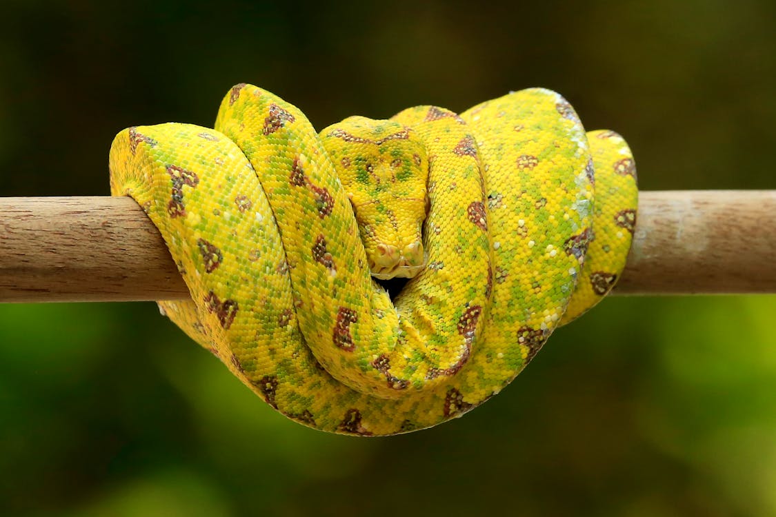 Green Tree Python on Branch · Free Stock Photo