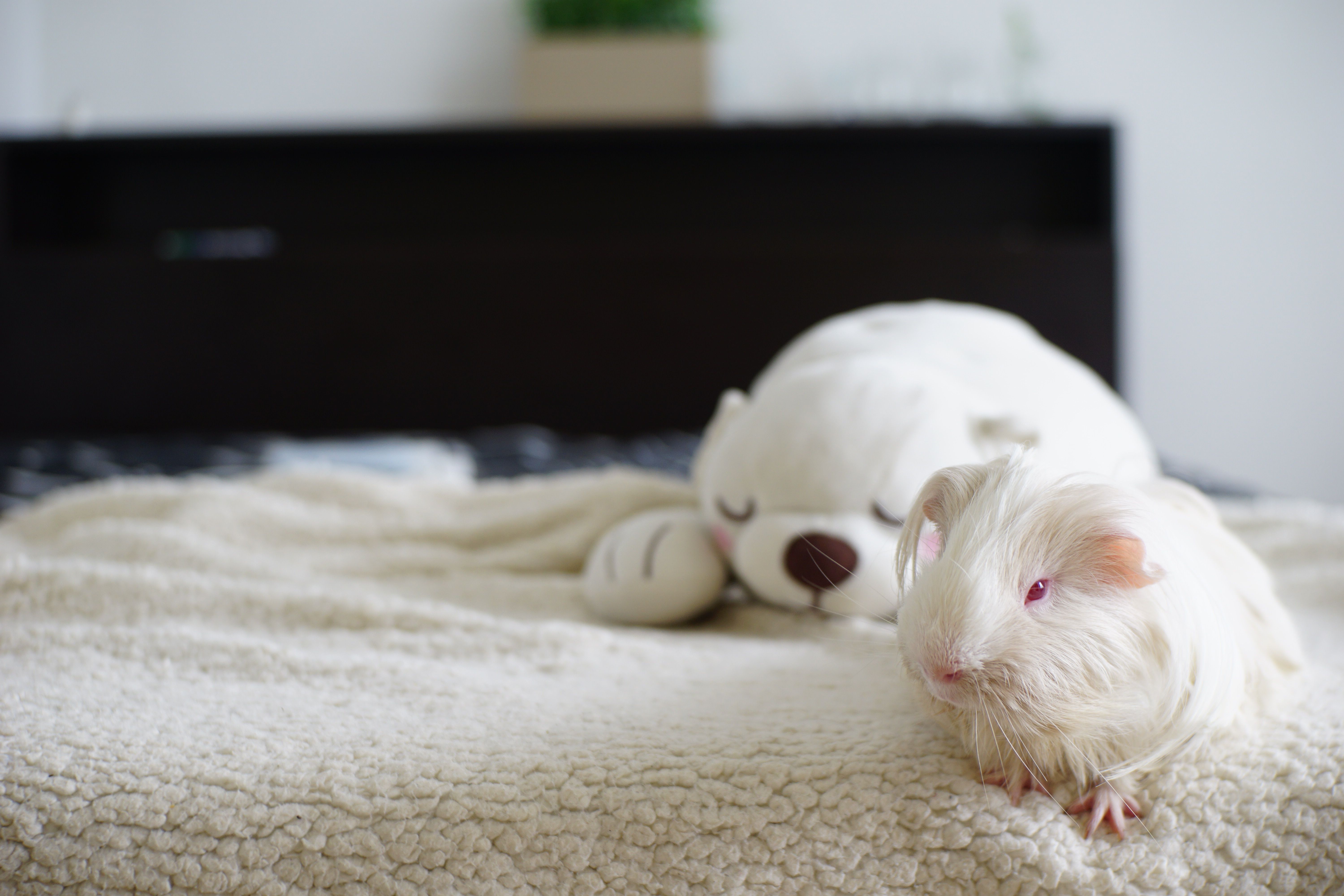 Tips for Preparing Your Home for a New Pet