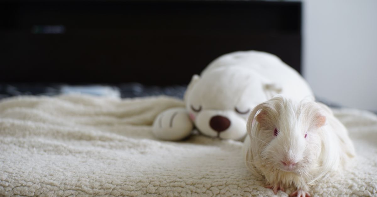 How to Create a Cozy Habitat for Your Pet