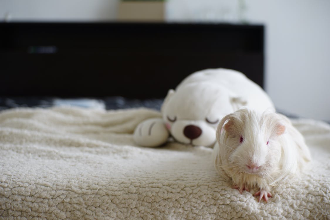 White Guinea Pig on Bed Free Stock Photo