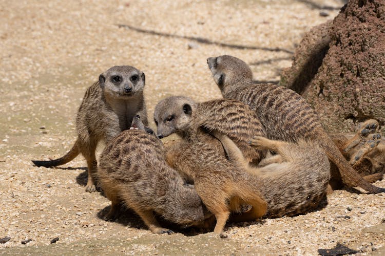 Group Of Mongooses In Desert Landscape