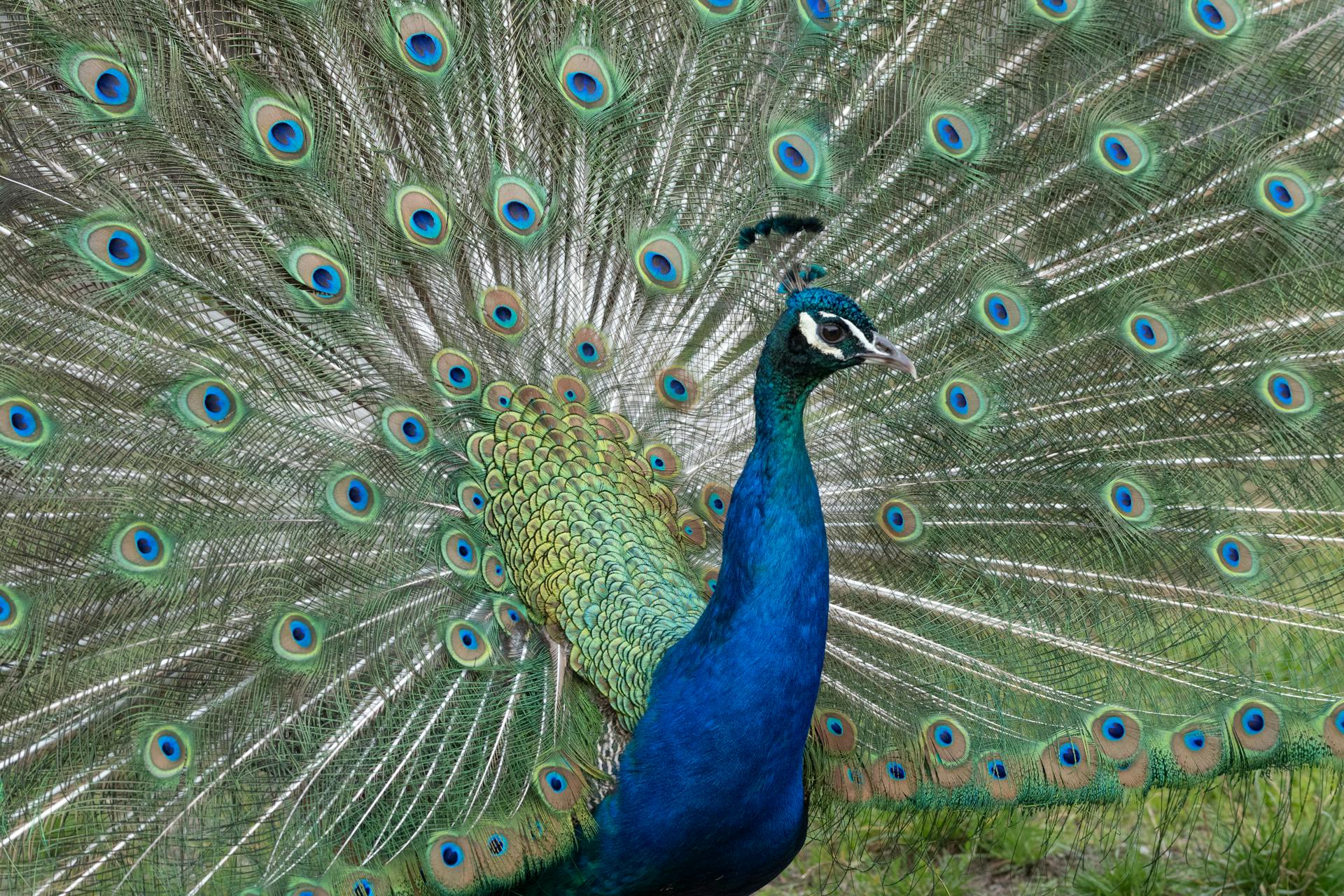 Pfau präsentiert sein schönes gefieder