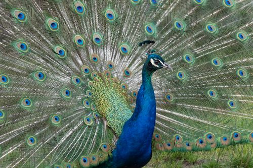 Free Close-up of a stunning peacock showcasing its colorful feathers in full display. Stock Photo