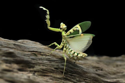 Foto d'estoc gratuïta de fotografia d'animals, fotografia de la vida salvatge, mantis