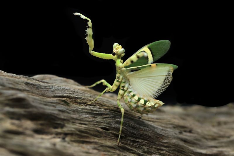 Green flower mantis on a log — photo by Jeffry Surianto on Pexels