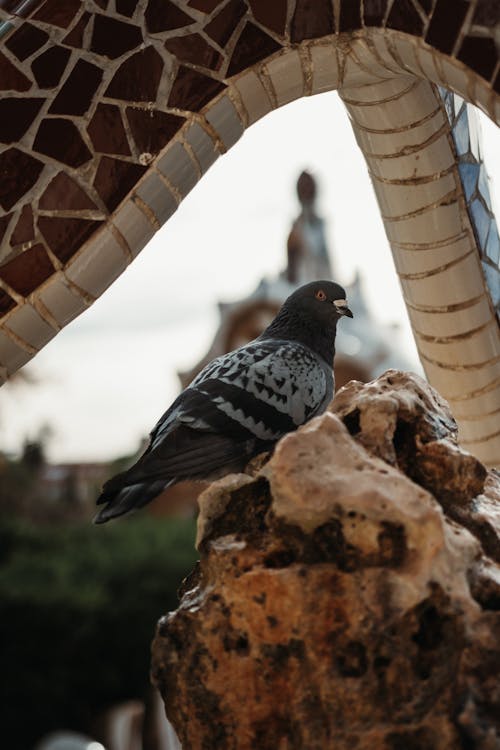 Imagine de stoc gratuită din Barcelona, park guell, pasăre