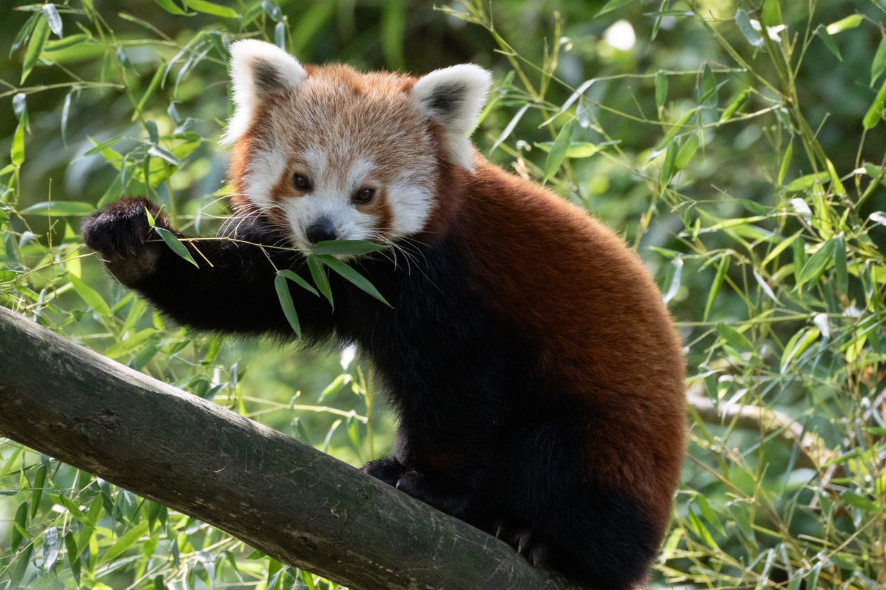 adorable red panda eating bamboo on a tree branch at zurich zoo switze