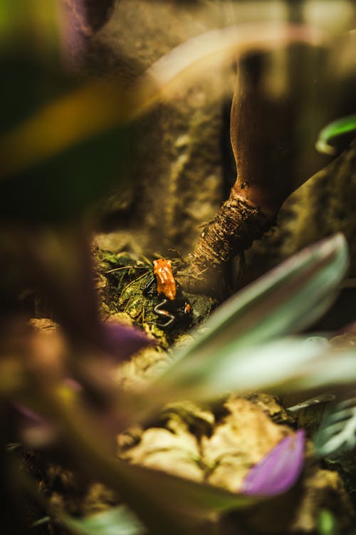 Free stock photo of frog, washington dc, zoo