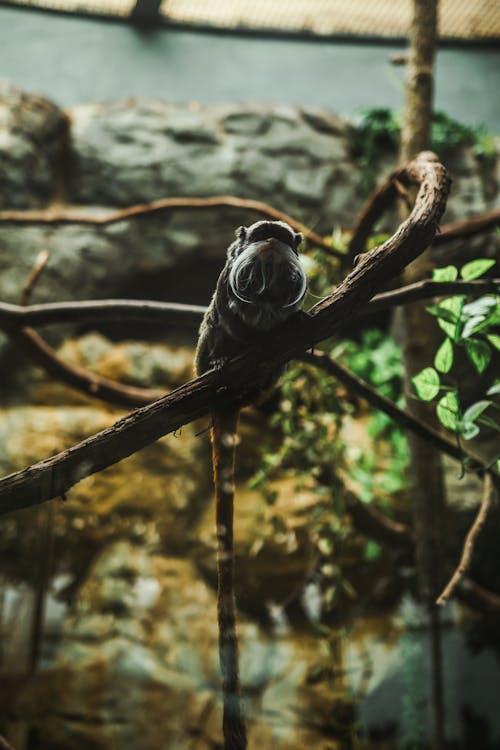 Exotic Animal on Branch in Zoo