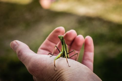 Free A close-up of a green praying mantis perched on a human hand in an outdoor setting. Stock Photo