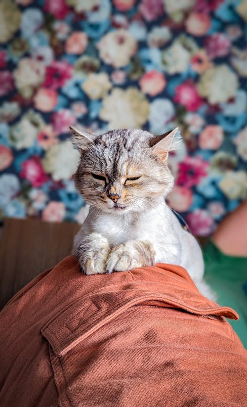 Gratis arkivbilde med blomstermønster, dyrefotografering, katt