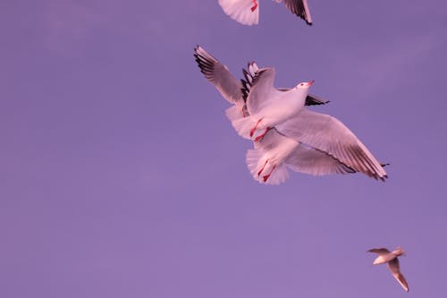 คลังภาพถ่ายฟรี ของ นกนางนวล