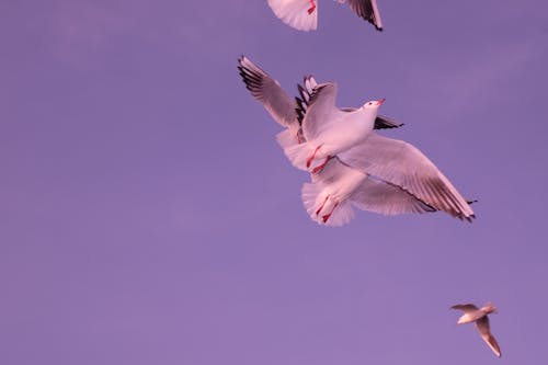 seagulls