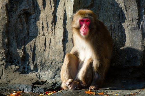 A Macaque Sitting on a Rocky Surface 