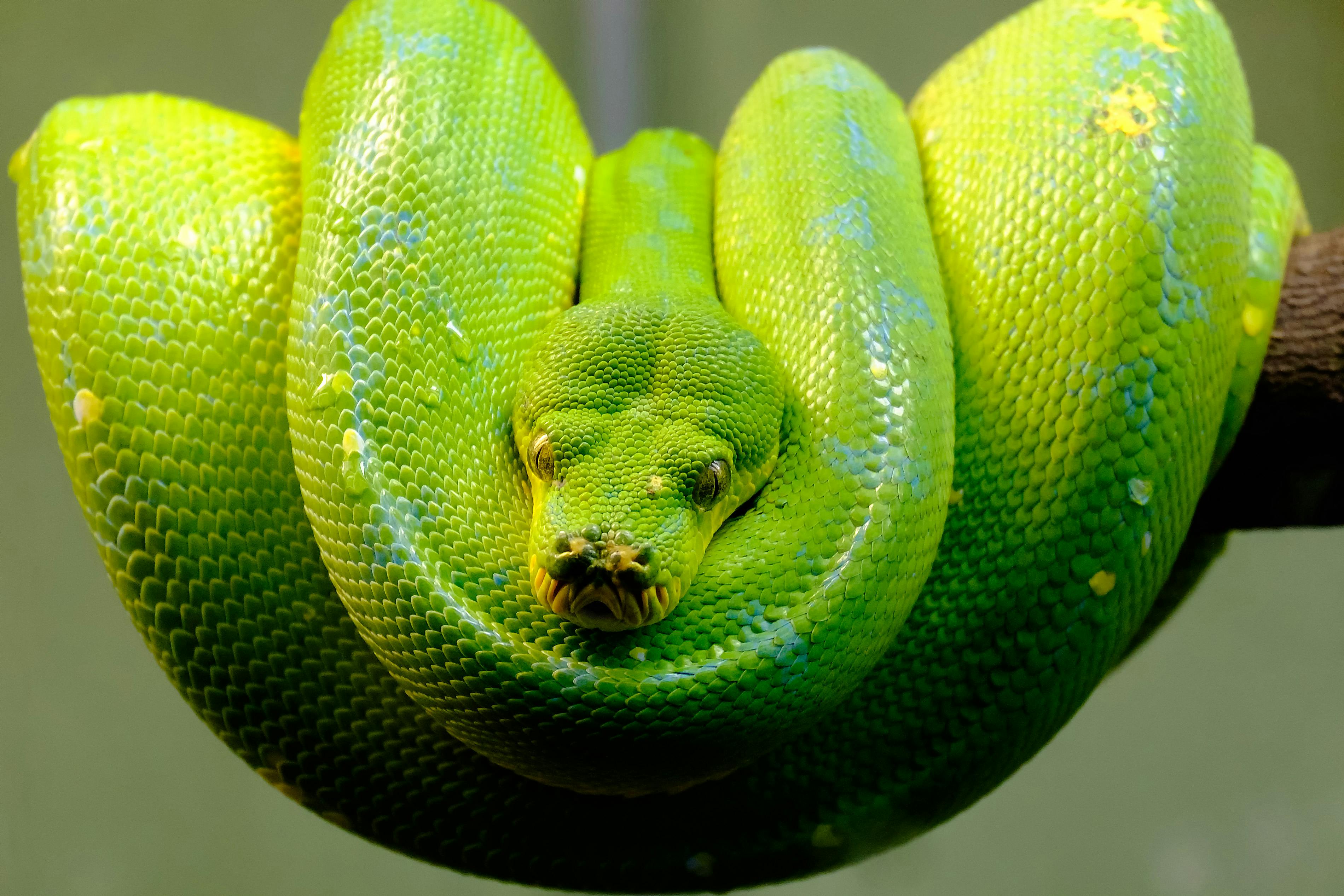 close up of a green tree python