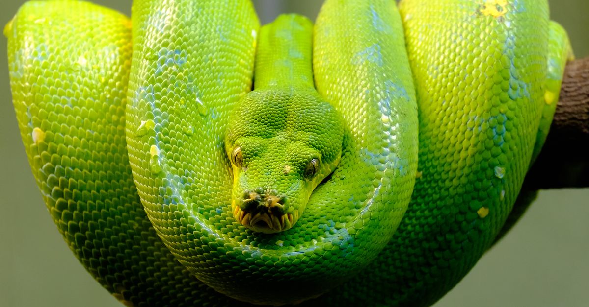 Green Python Photo Free Close-up of a Green Tree Python Β· Free Stock Photo