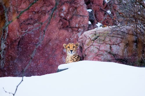 The Cool Science Behind Animal Hibernation And Seasonal Survival