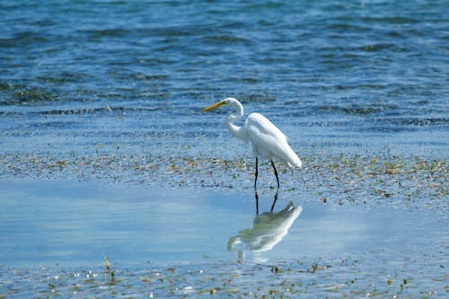 A Great Egret on the Beach 