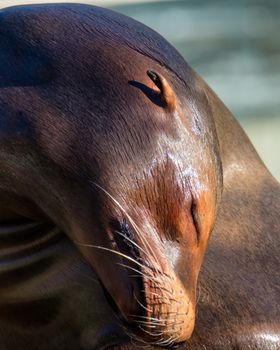 Intimate close-up of a sea lion basking in the sun, showcasing detailed textures.