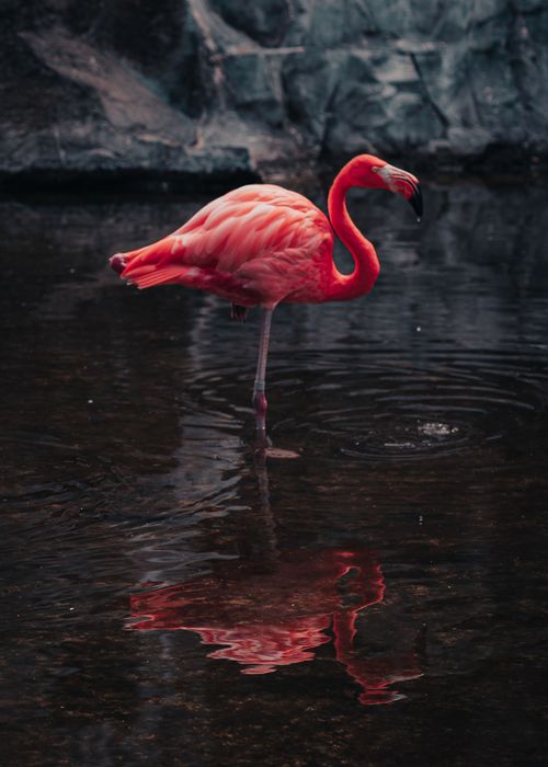 Free Close-up of a flamingo wading in water, showcasing vibrant plumage and reflection. Stock Photo