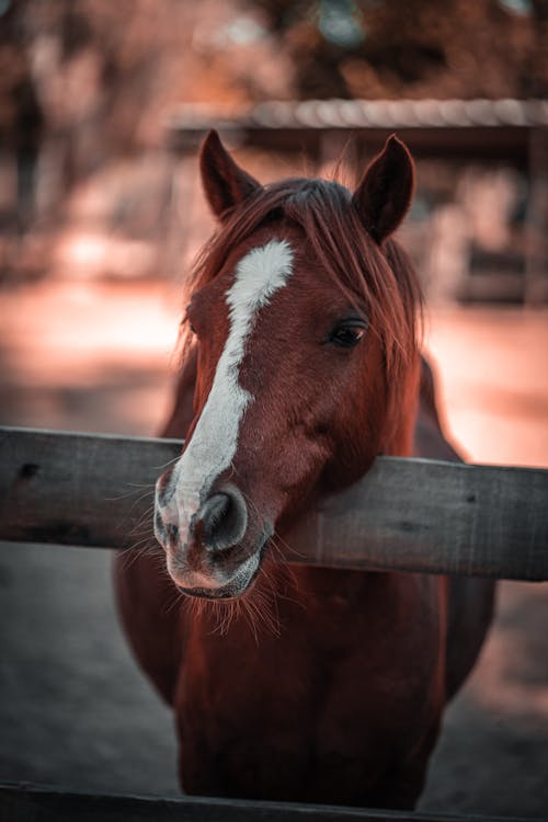 Fotos de stock gratuitas de animal, caballo, cerca