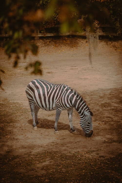 Zebra on Arid Pasture